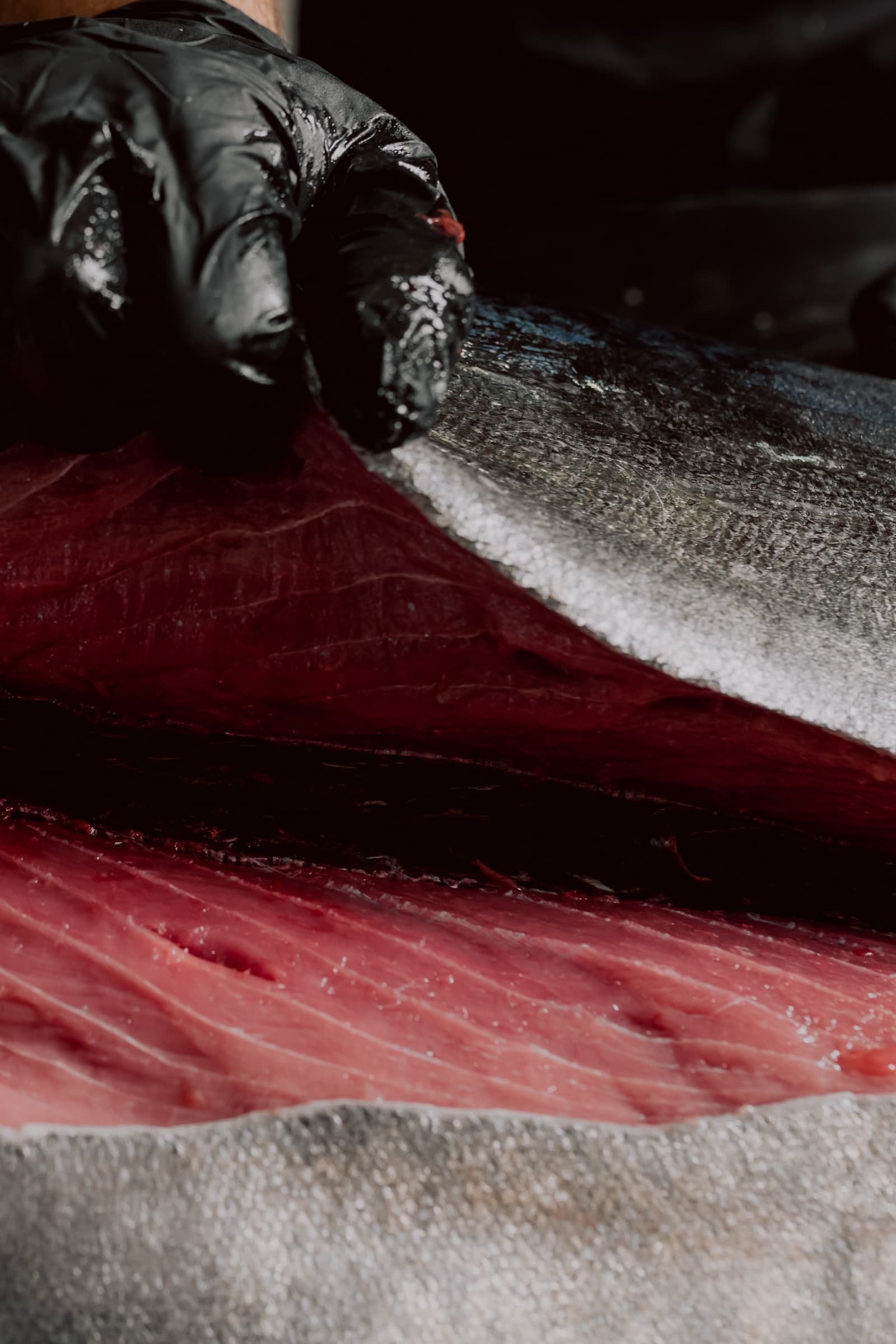 Hands carefully skinning a bluefin tuna loin during processing