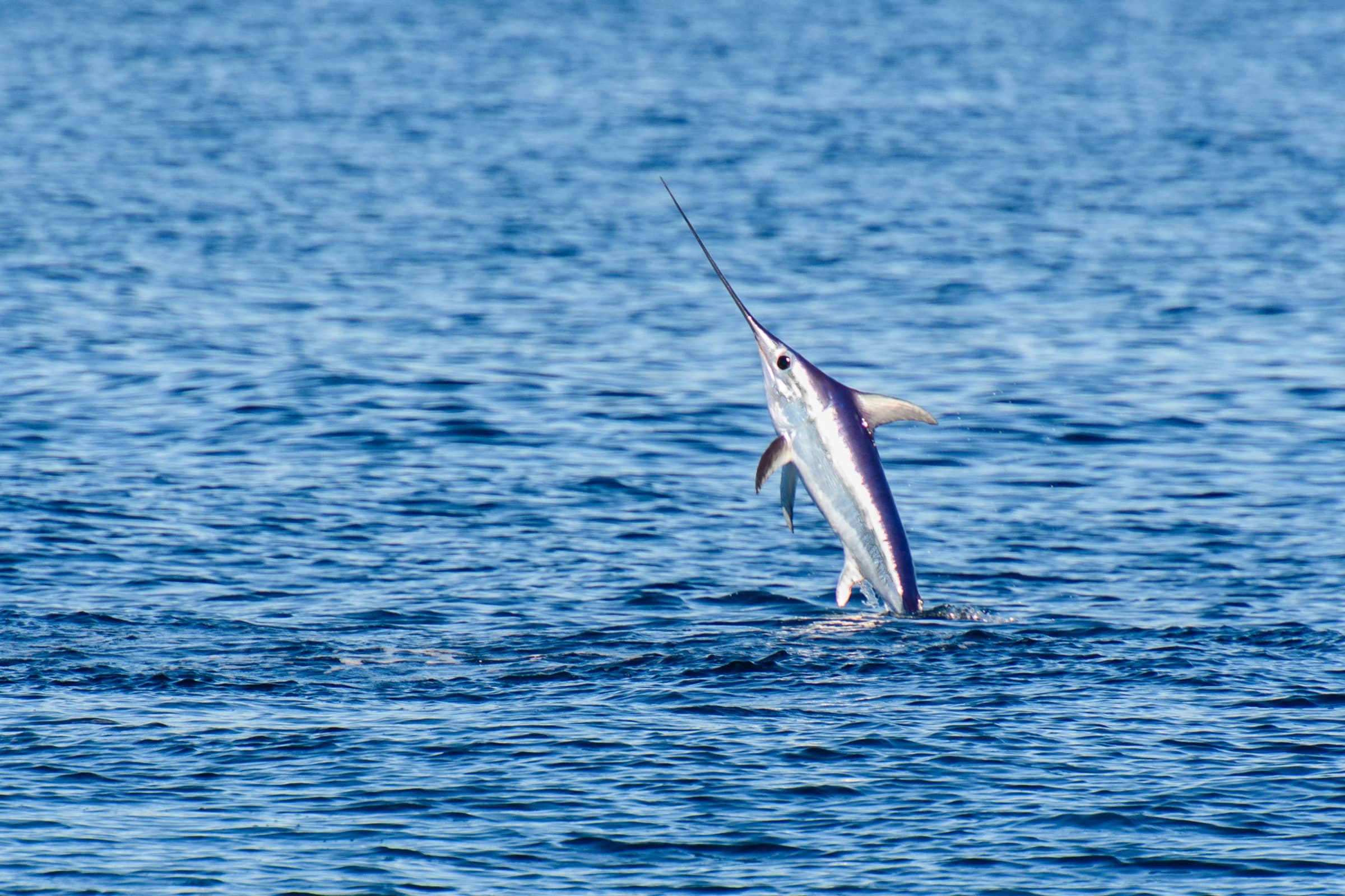 A wild swordfish leaping from the open Adriatic Sea