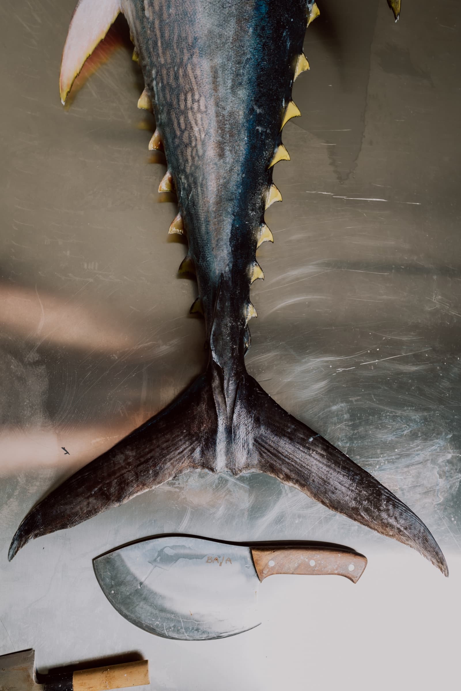A bluefin tuna tail beside the traditional knife used to handle it