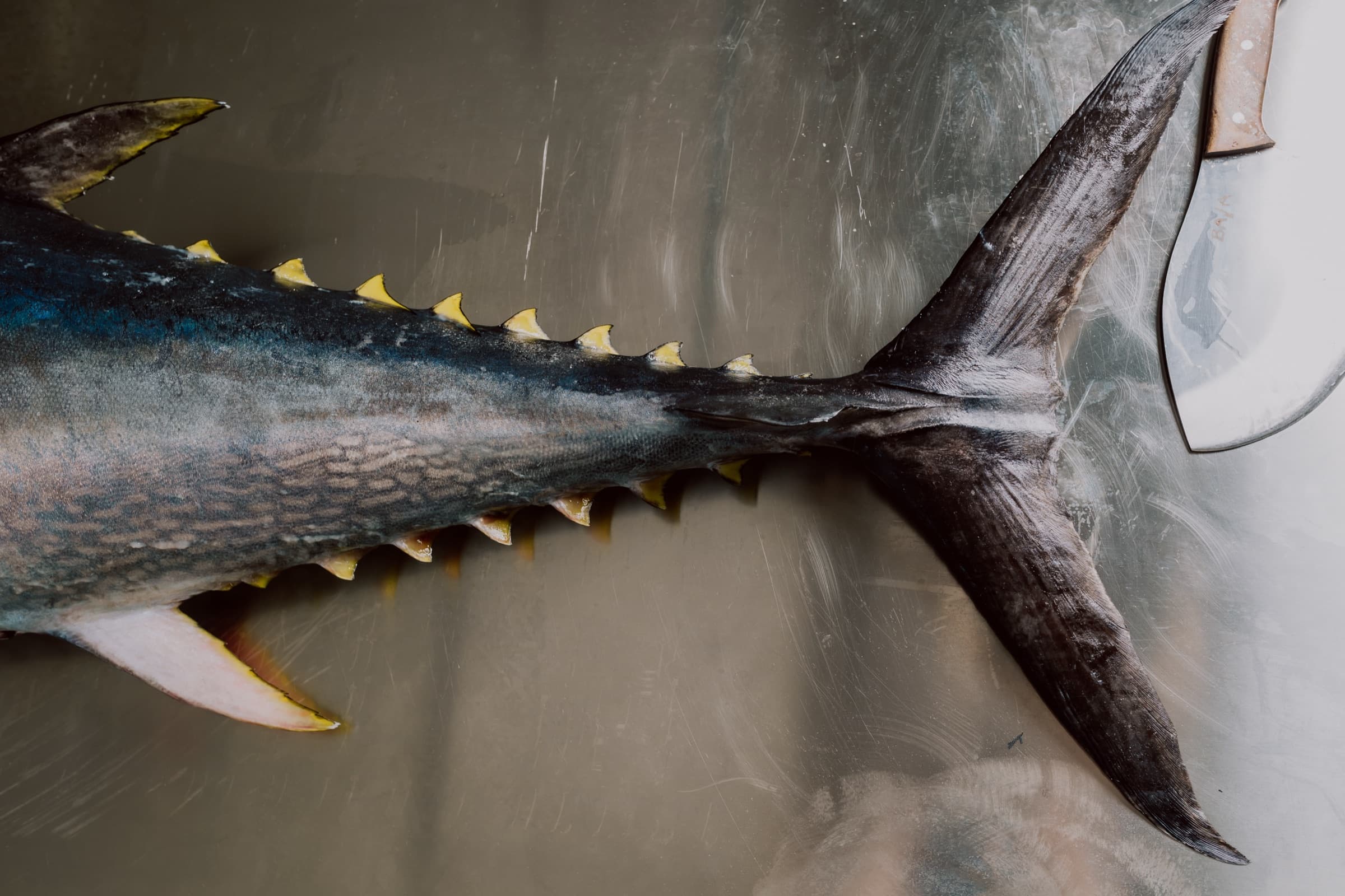 Tail and finlets of a whole wild bluefin tuna on a stainless table